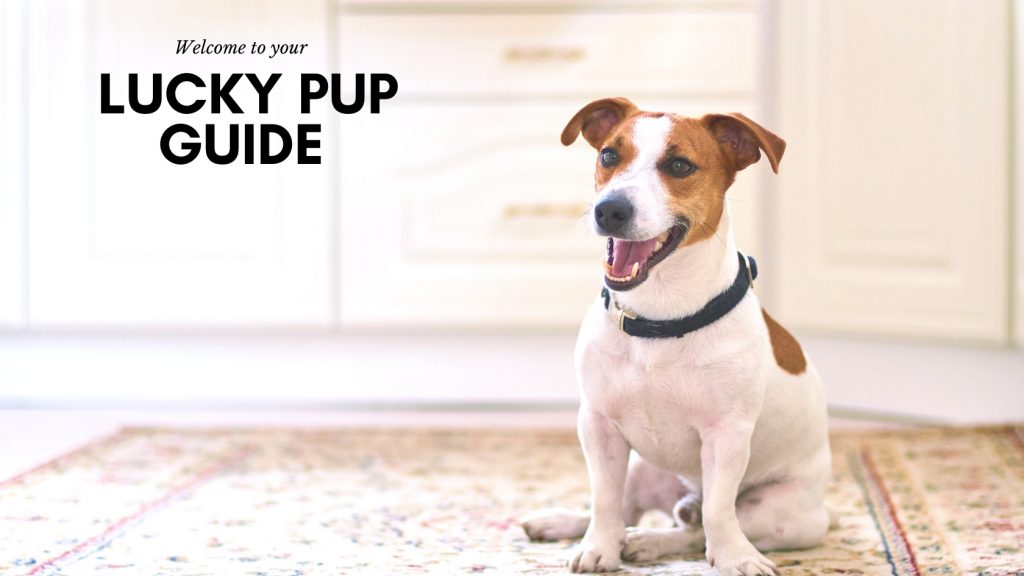 Lucky Pup Guide 2