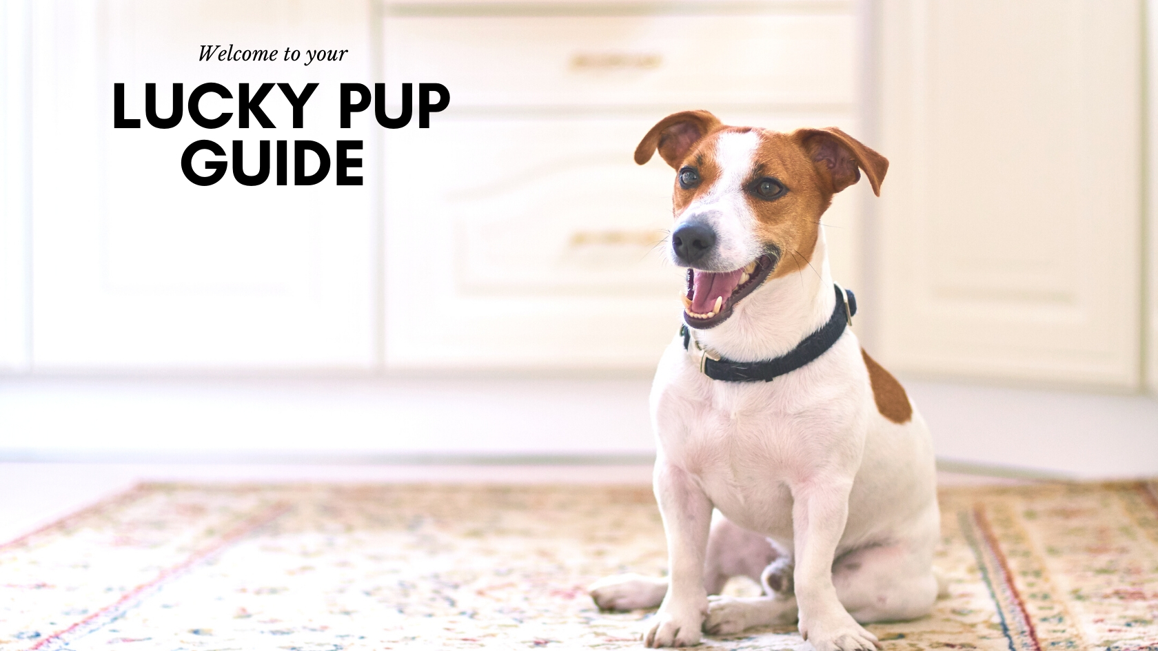 Lucky Pup Guide