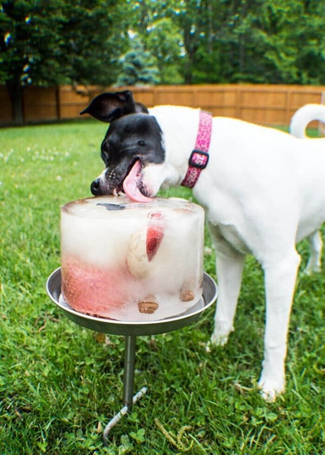 Cool Treats for Hot Dogs: Treats to keep your pup cool 1