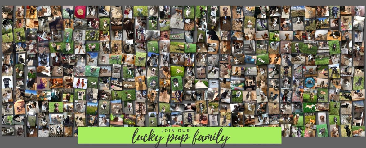 join our lucky pup family2